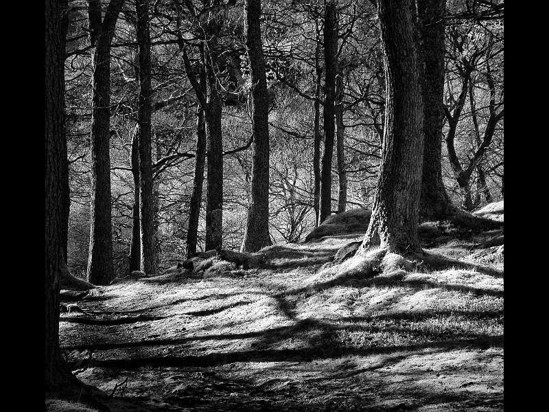 SUNLIT WOODS.jpg - Sunlit Woods